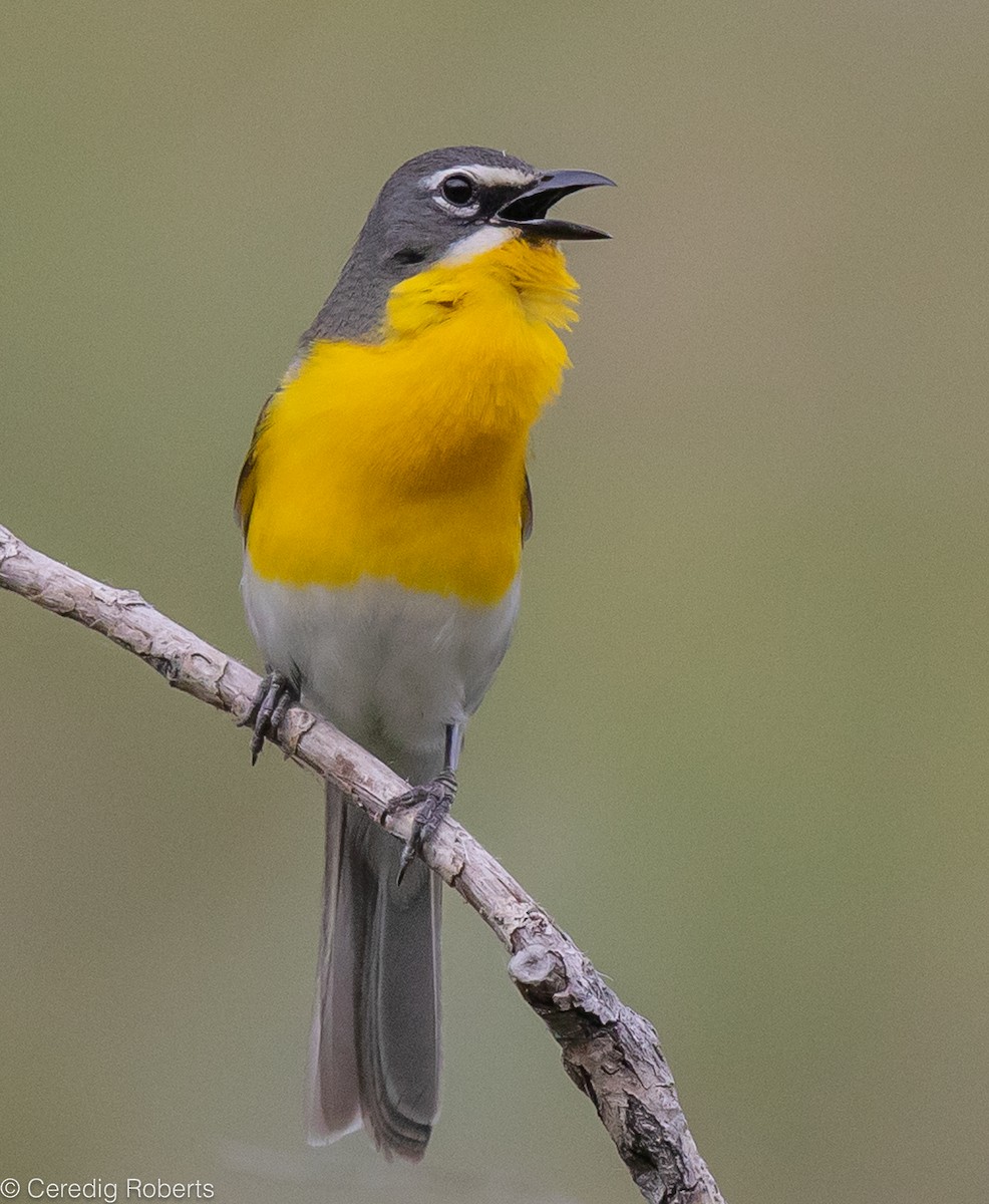 Yellow-breasted Chat - ML588621871