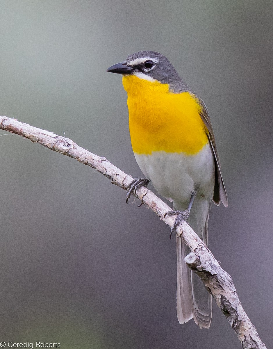 Yellow-breasted Chat - ML588621881