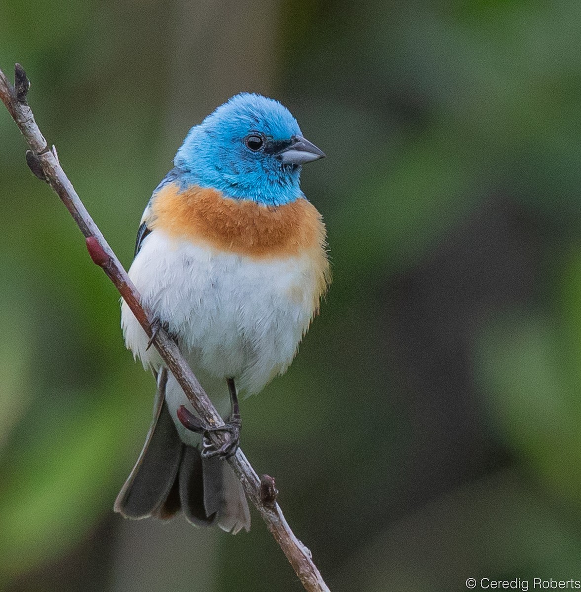 Lazuli Bunting - Ceredig  Roberts