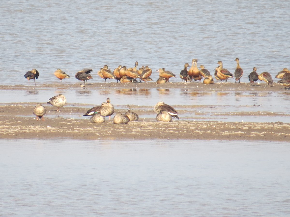 Eastern Spot-billed Duck - ML588622291