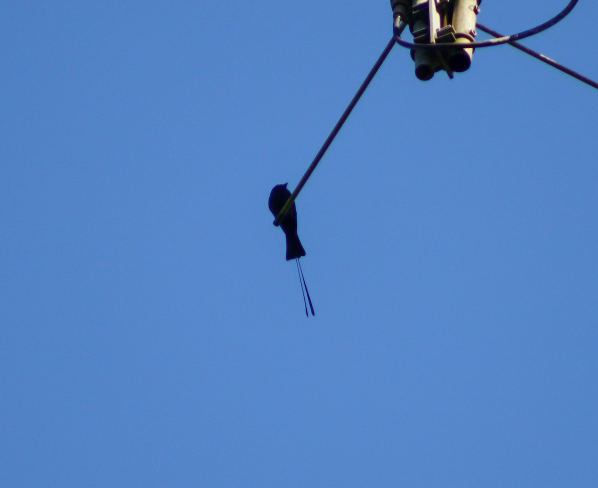 Long-tailed Tyrant - Fabrício Araújo