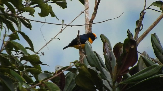 Orange-bellied Euphonia - ML588622791