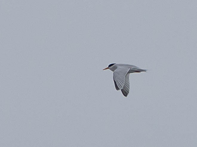 Least Tern - ML588625311