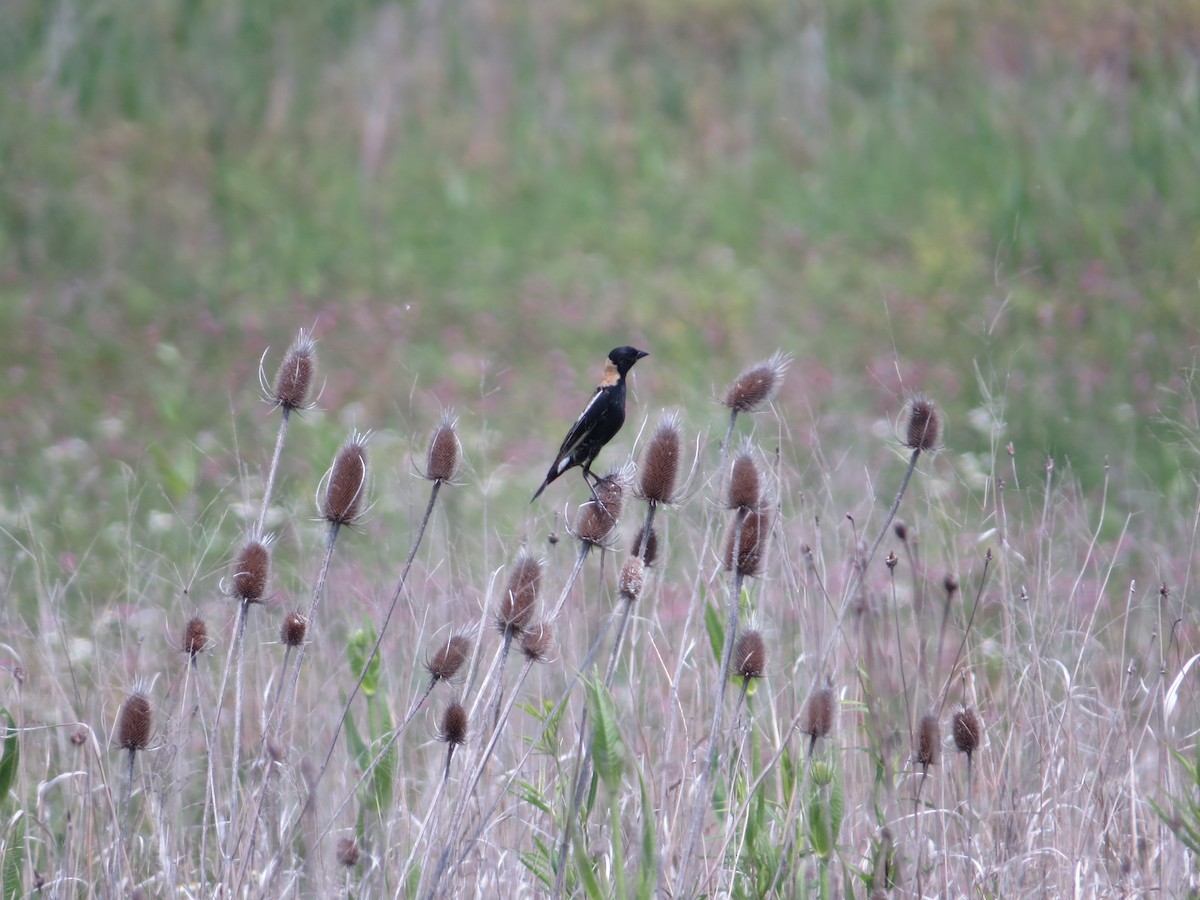 bobolink americký - ML588625351