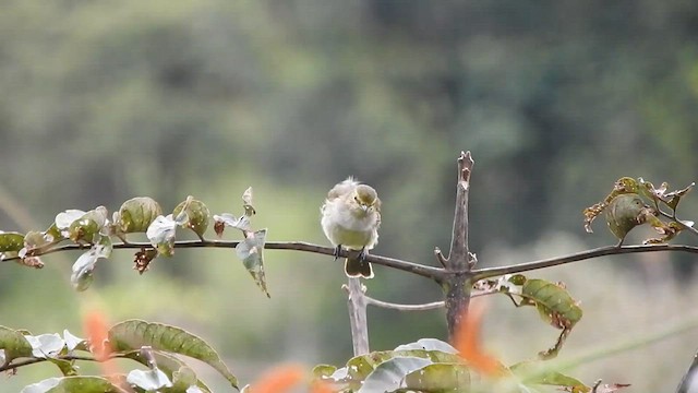 Tyranneau à face d'or - ML588625371