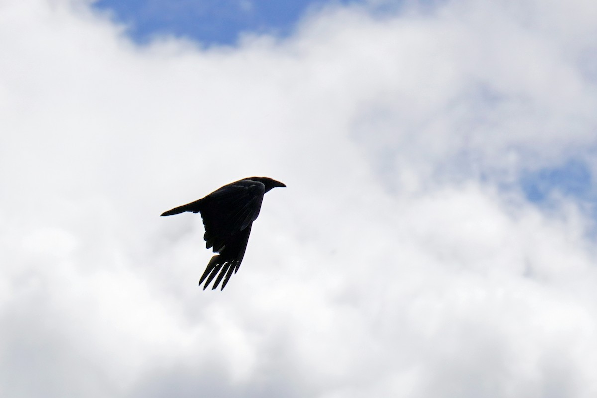 Common Raven - ML588625381