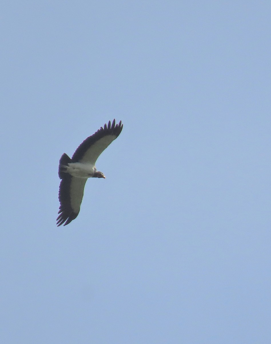 King Vulture - ML588625521