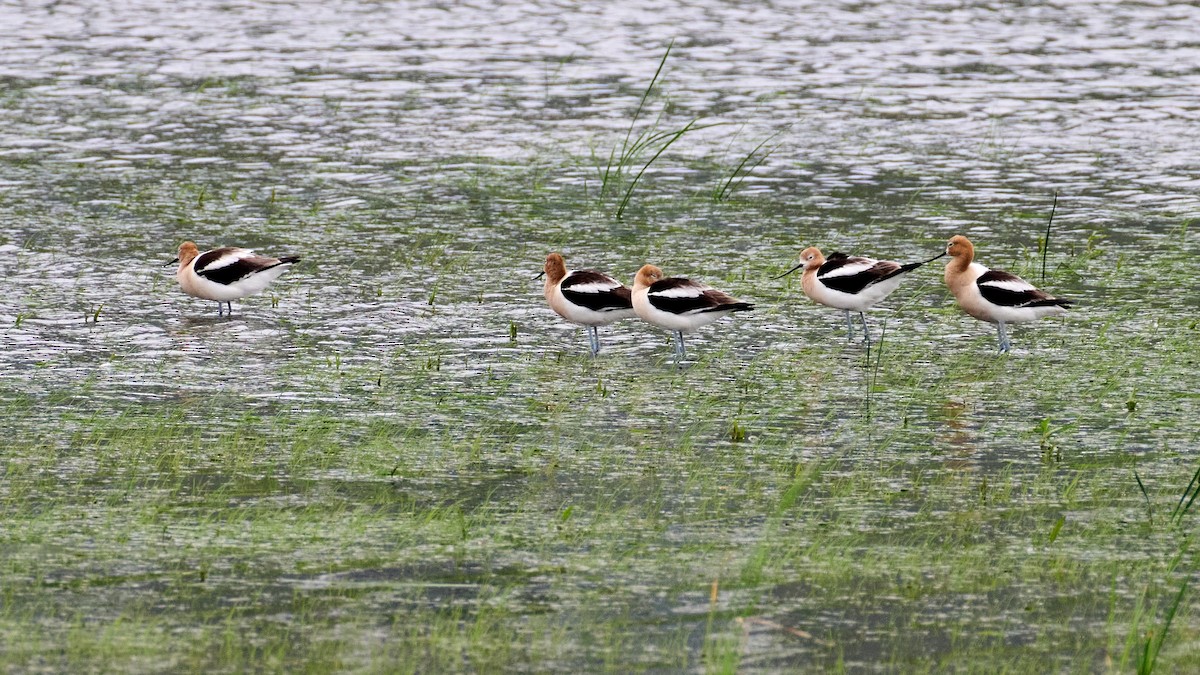 Braunhals-Säbelschnäbler - ML588627161