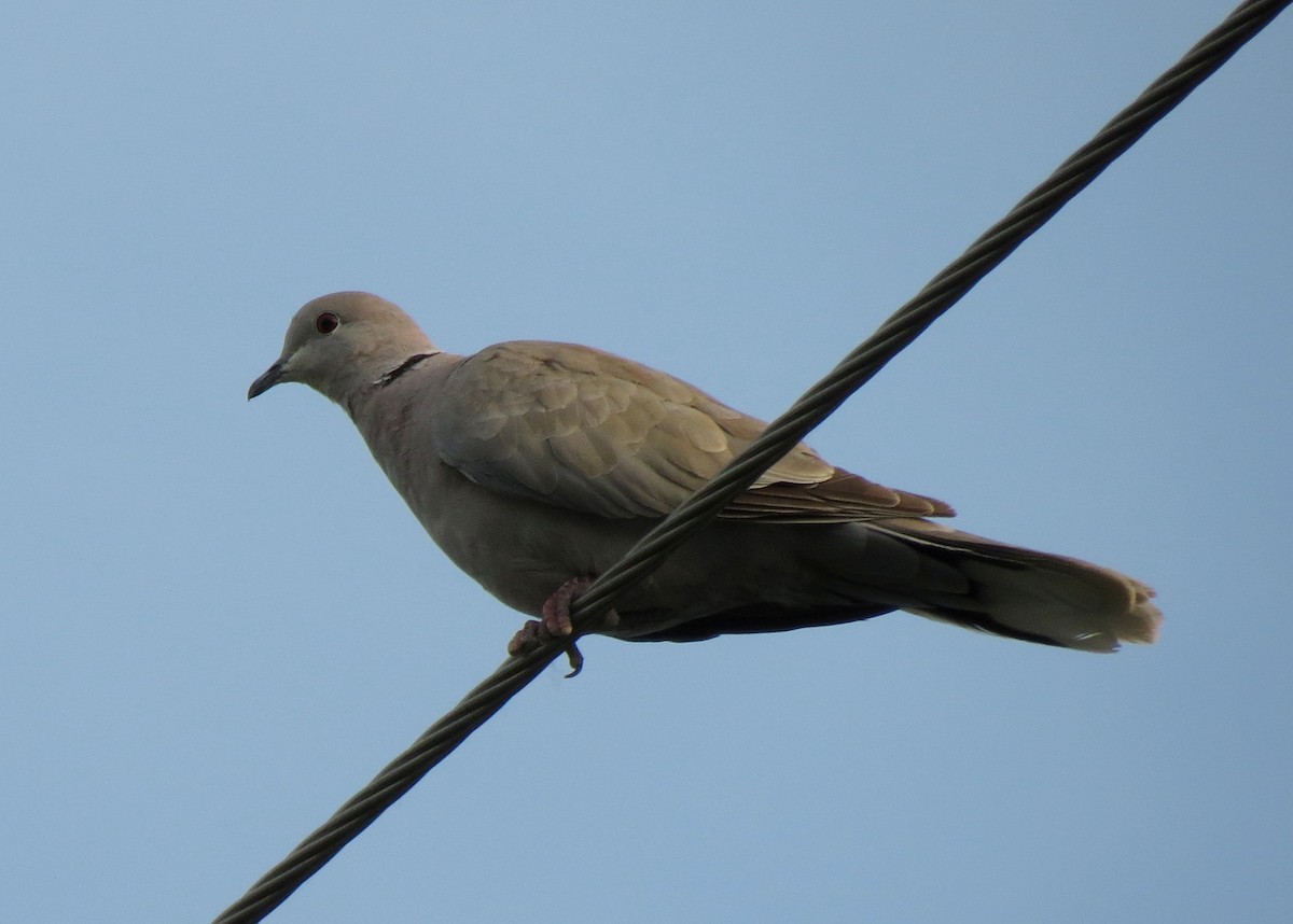 Eurasian Collared-Dove - ML588628401