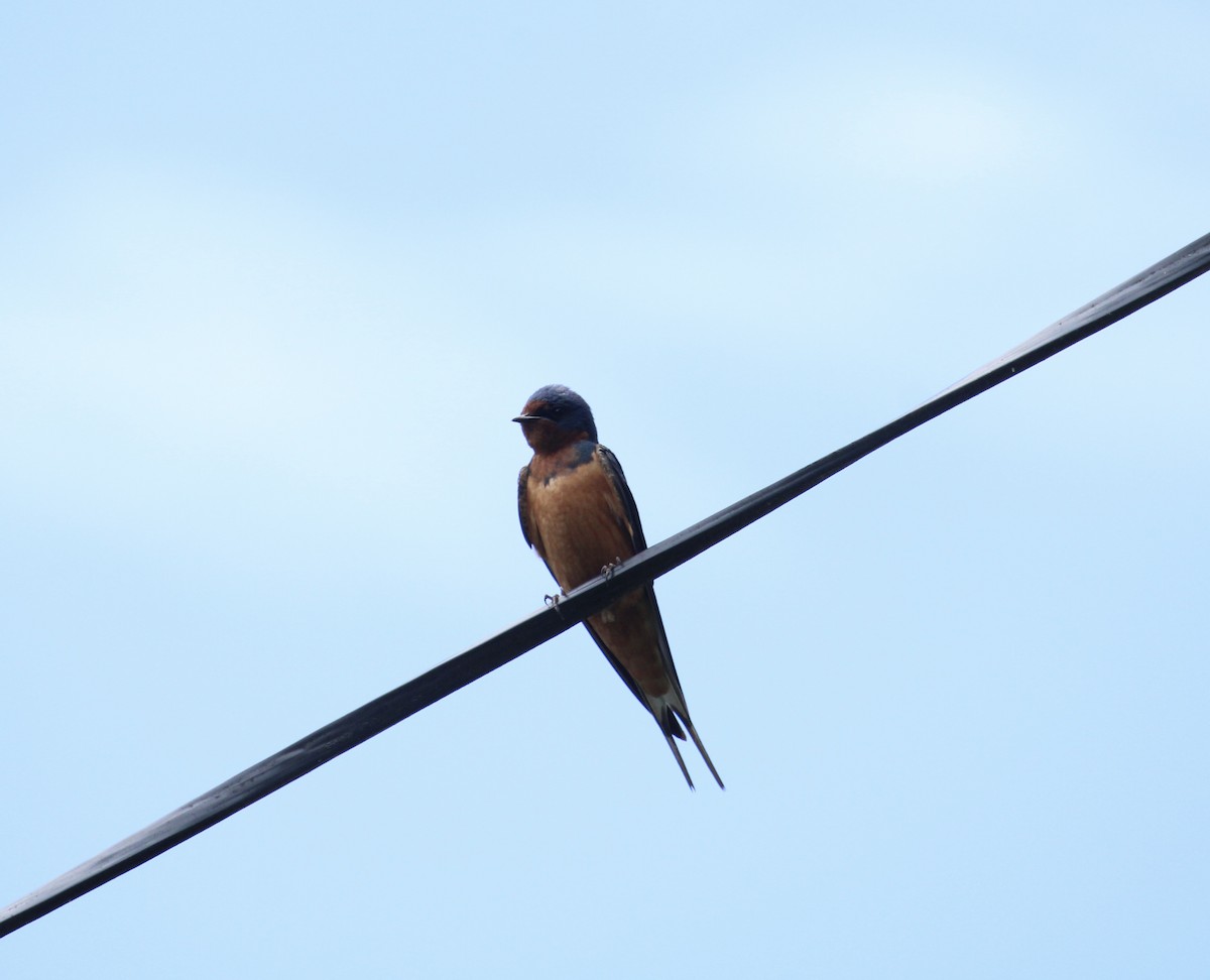 Barn Swallow - ML588628601