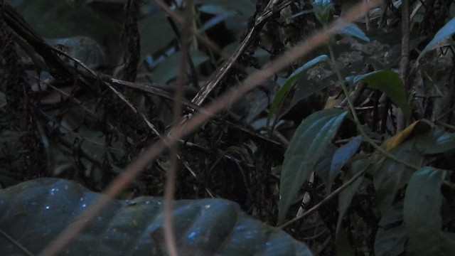 White-crowned Tapaculo - ML588631021