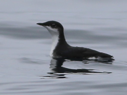 Scripps's Murrelet - ML588632031