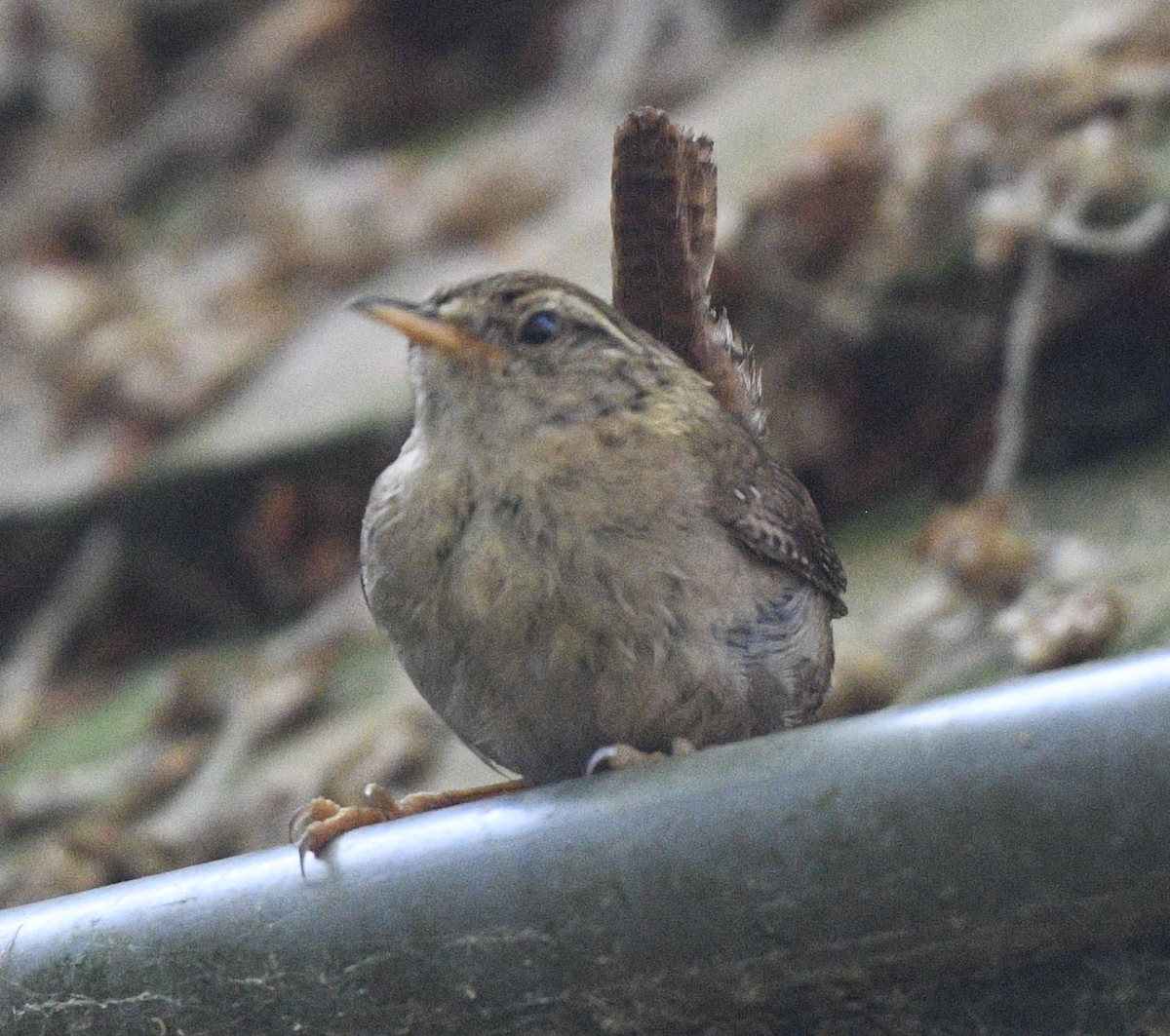 Eurasian Wren - ML588632201