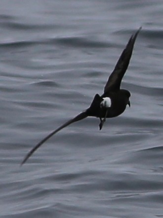 Wilson's Storm-Petrel - Pete Dunten