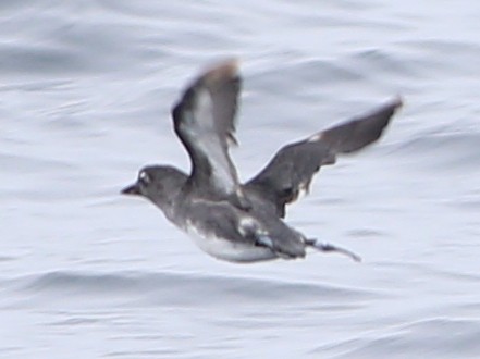 Cassin's Auklet - ML588632391