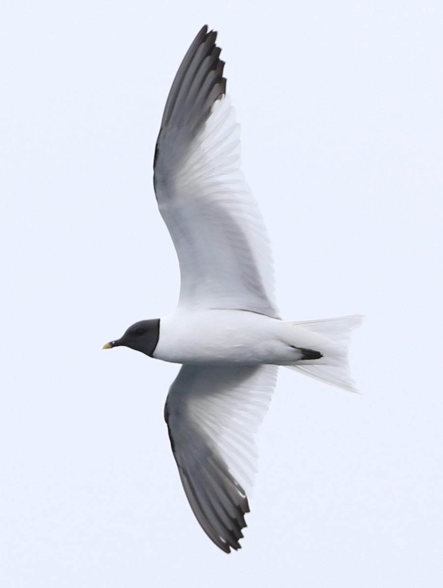 Sabine's Gull - ML588632481