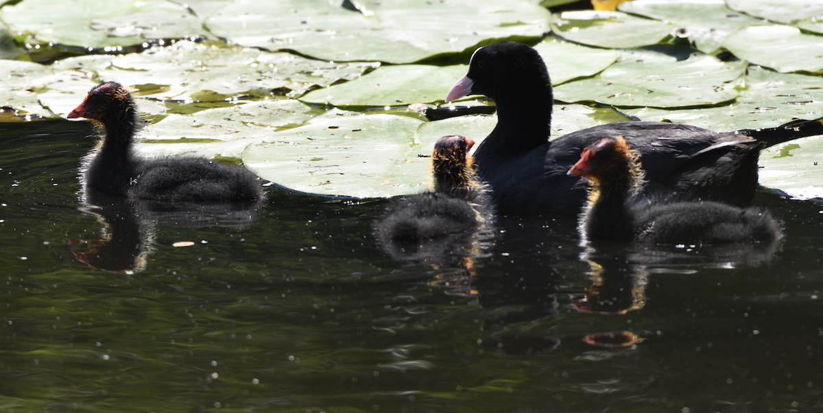 Eurasian Coot - Doug Fishman