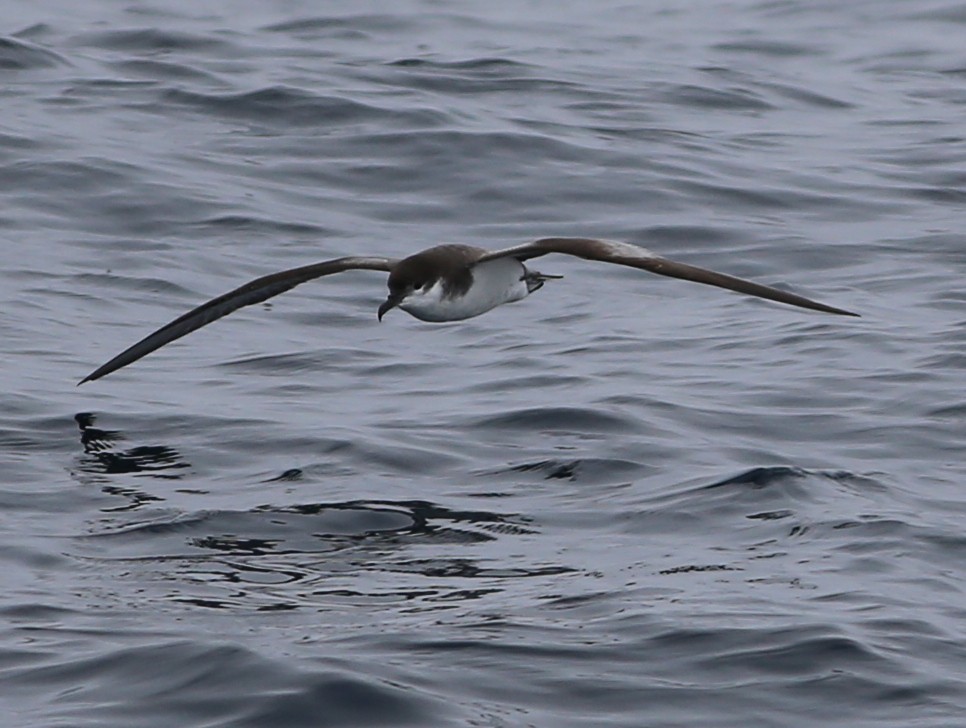 Buller's Shearwater - ML588632561