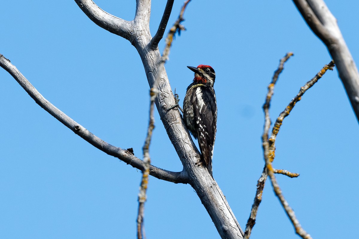 Red-naped Sapsucker - ML588633801