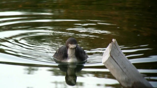 Pacific Loon - ML588633941