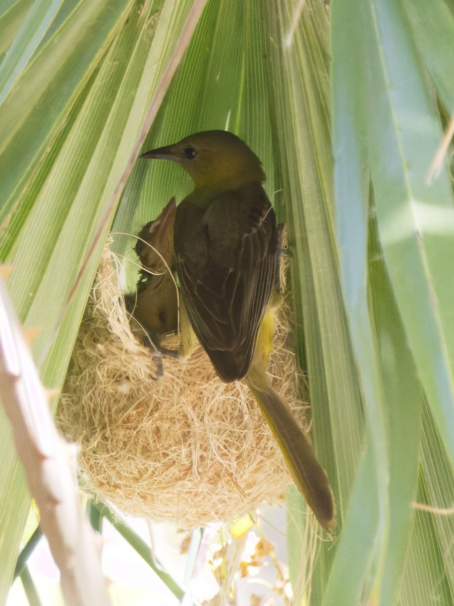 Hooded Oriole - ML588635051