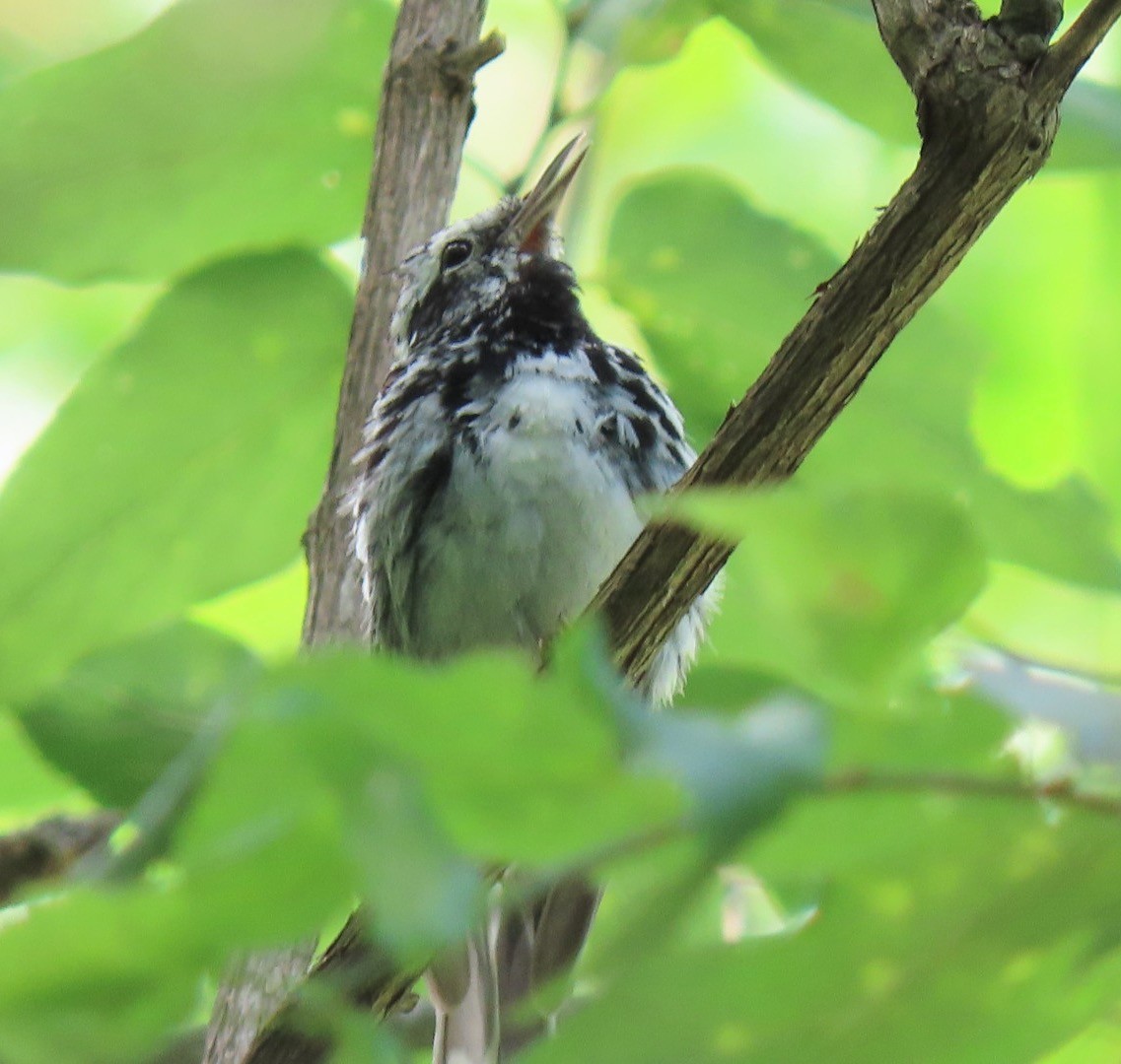 Black-and-white Warbler - Kathie Kent