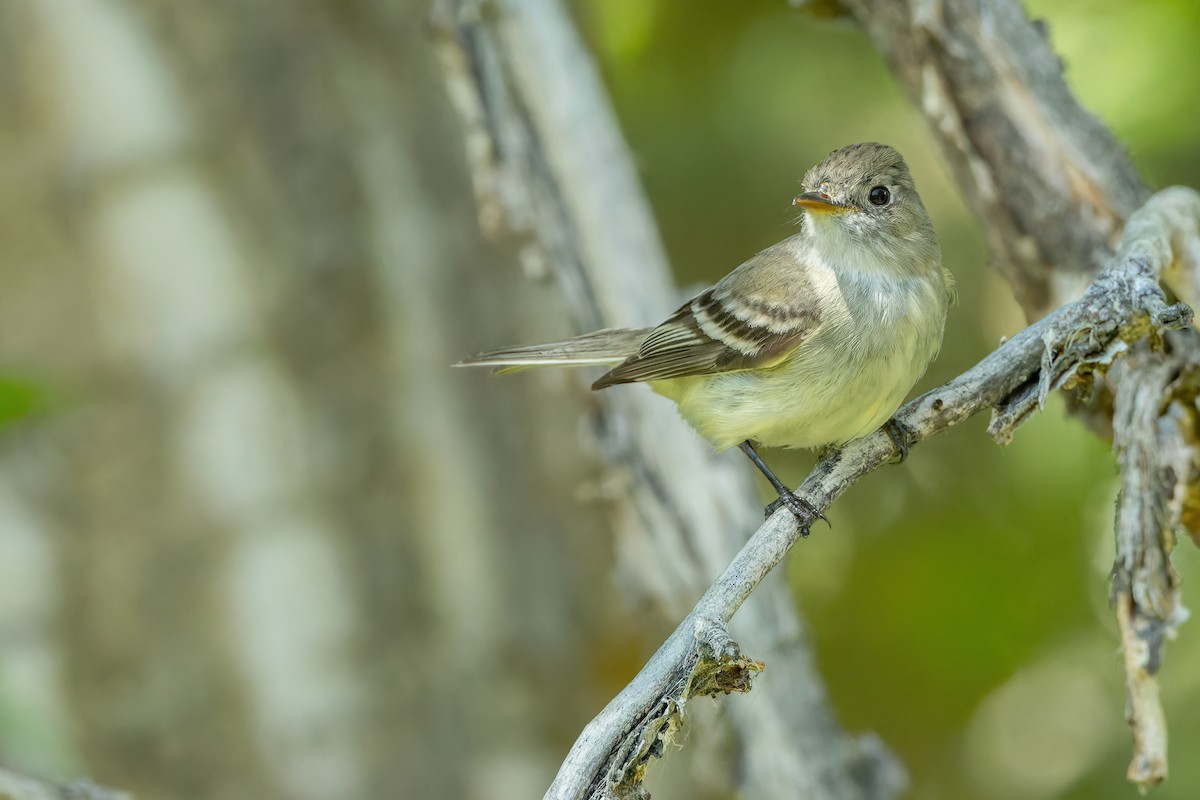 Least Flycatcher - ML588636981