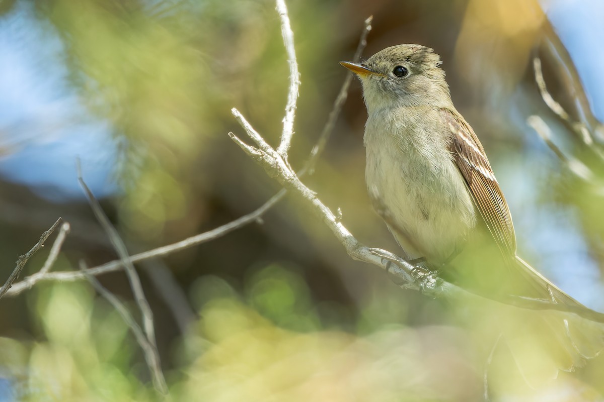 Least Flycatcher - ML588636991