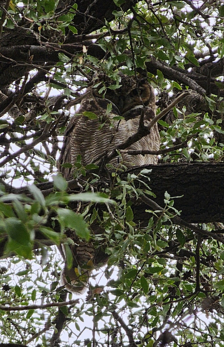 Lesser Horned Owl - ML588637041