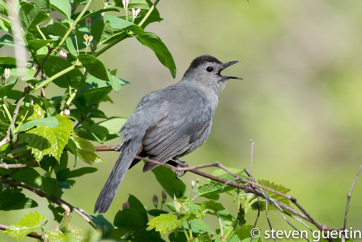 Gray Catbird - Steven Guertin