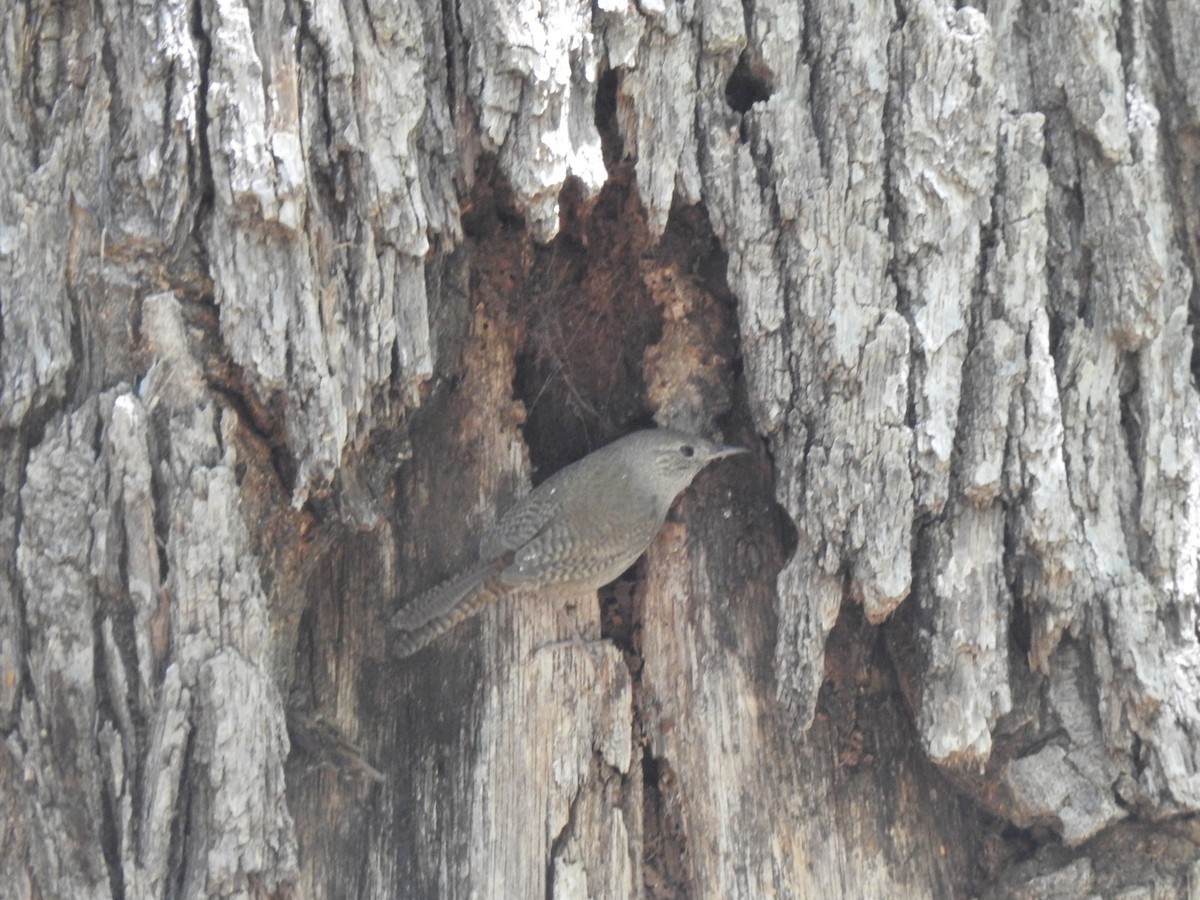 House Wren - Jim Valenzuela