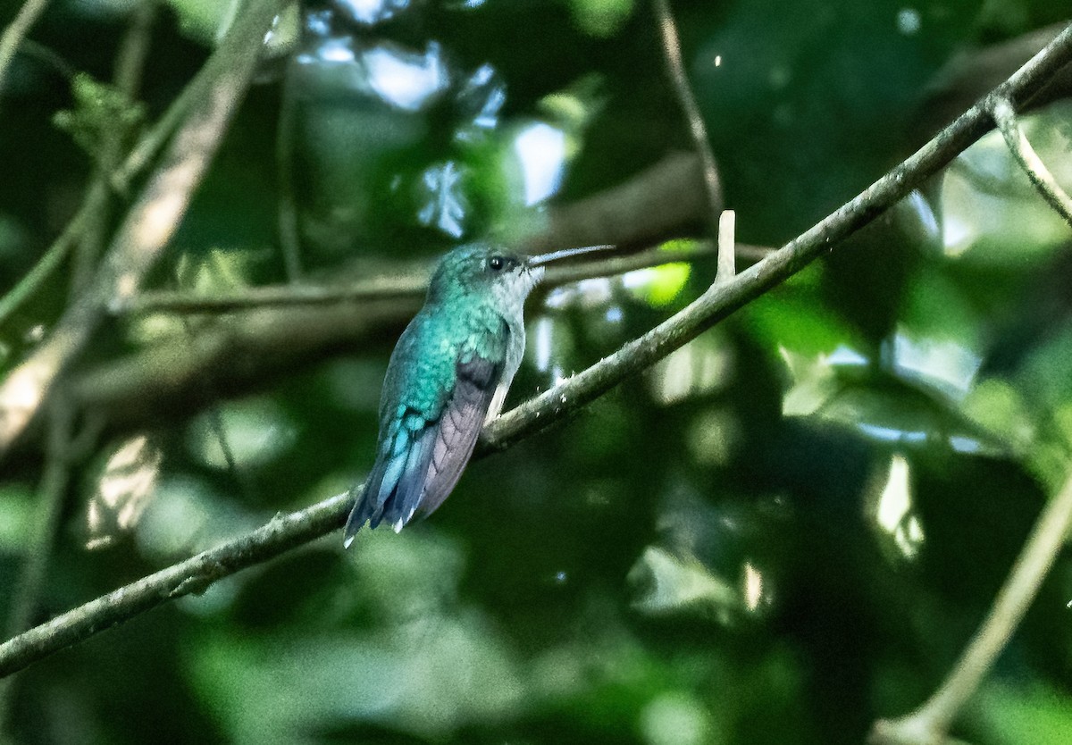 kolibřík fialovotemenný - ML588639001