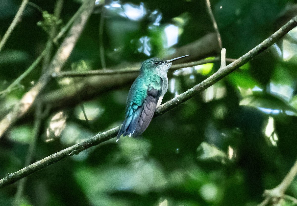 kolibřík fialovotemenný - ML588639021