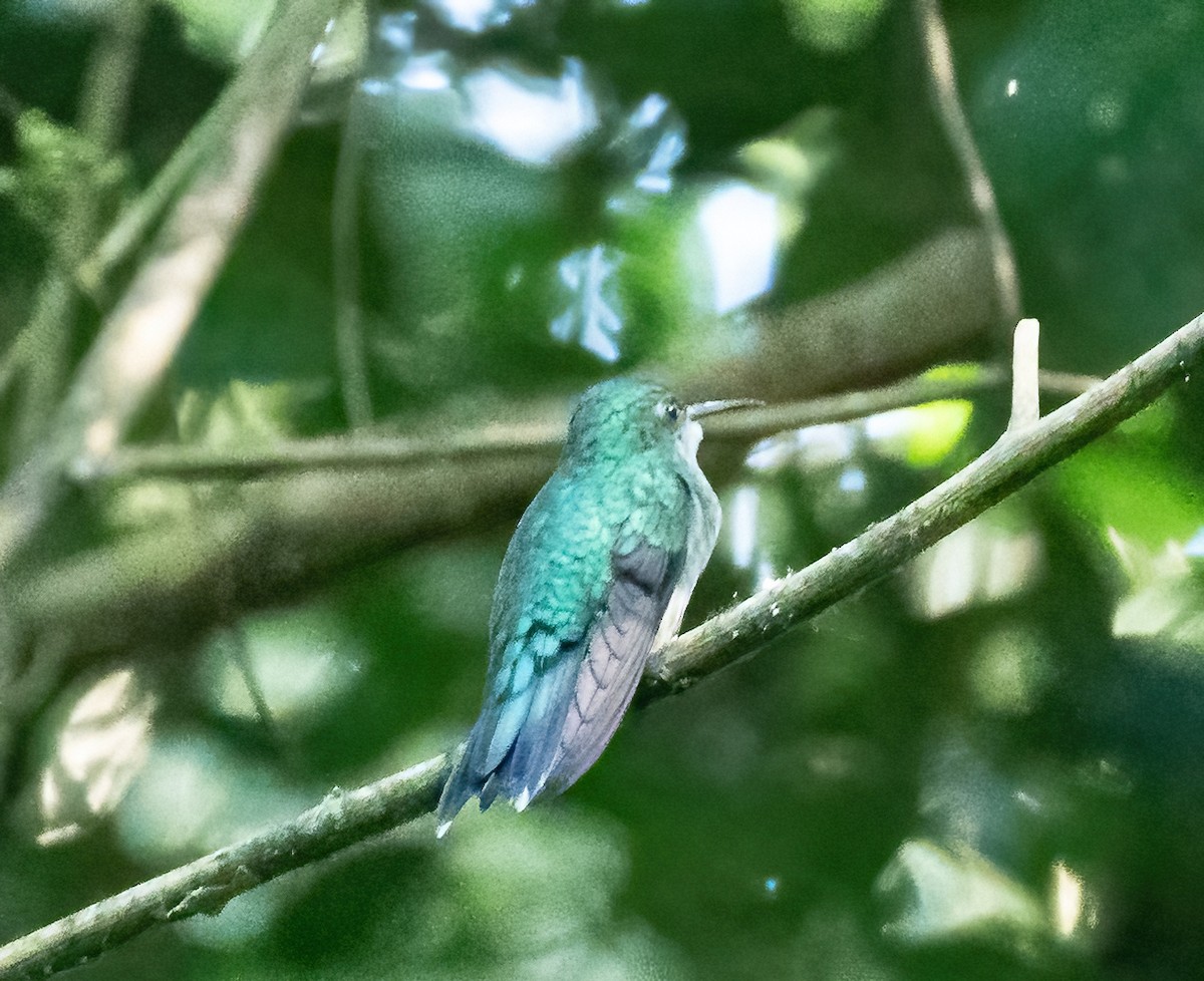 kolibřík fialovotemenný - ML588639051