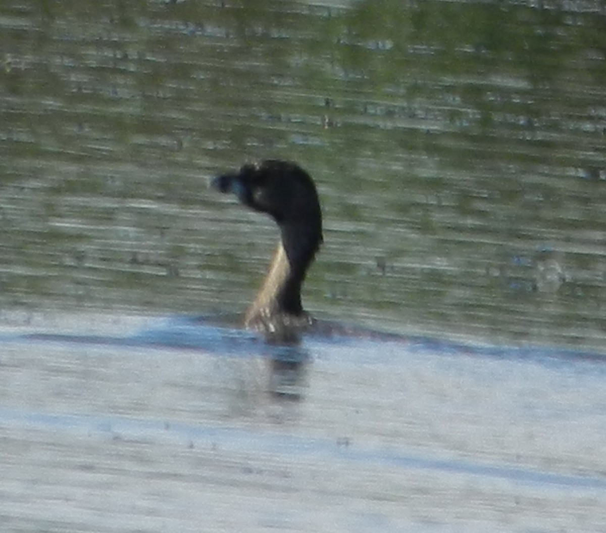 Pied-billed Grebe - ML588640041