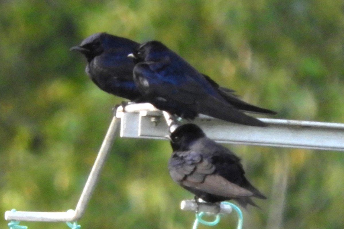 Purple Martin - Georgia Gerrior