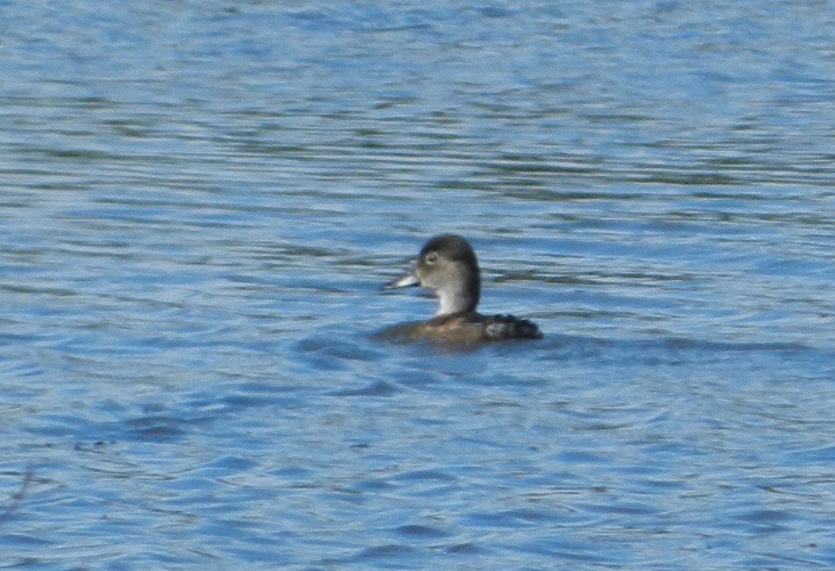 Ring-necked Duck - ML588640261