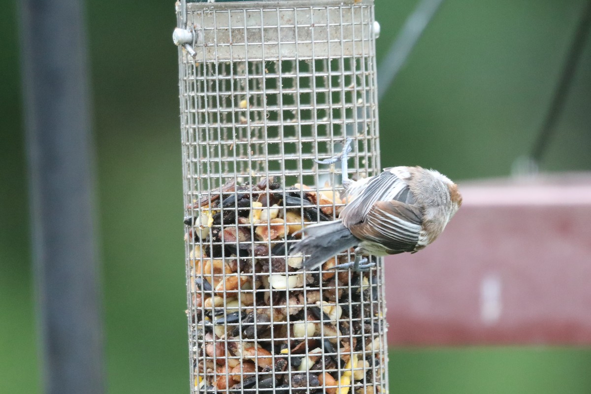 Black-capped Chickadee - ML588641551