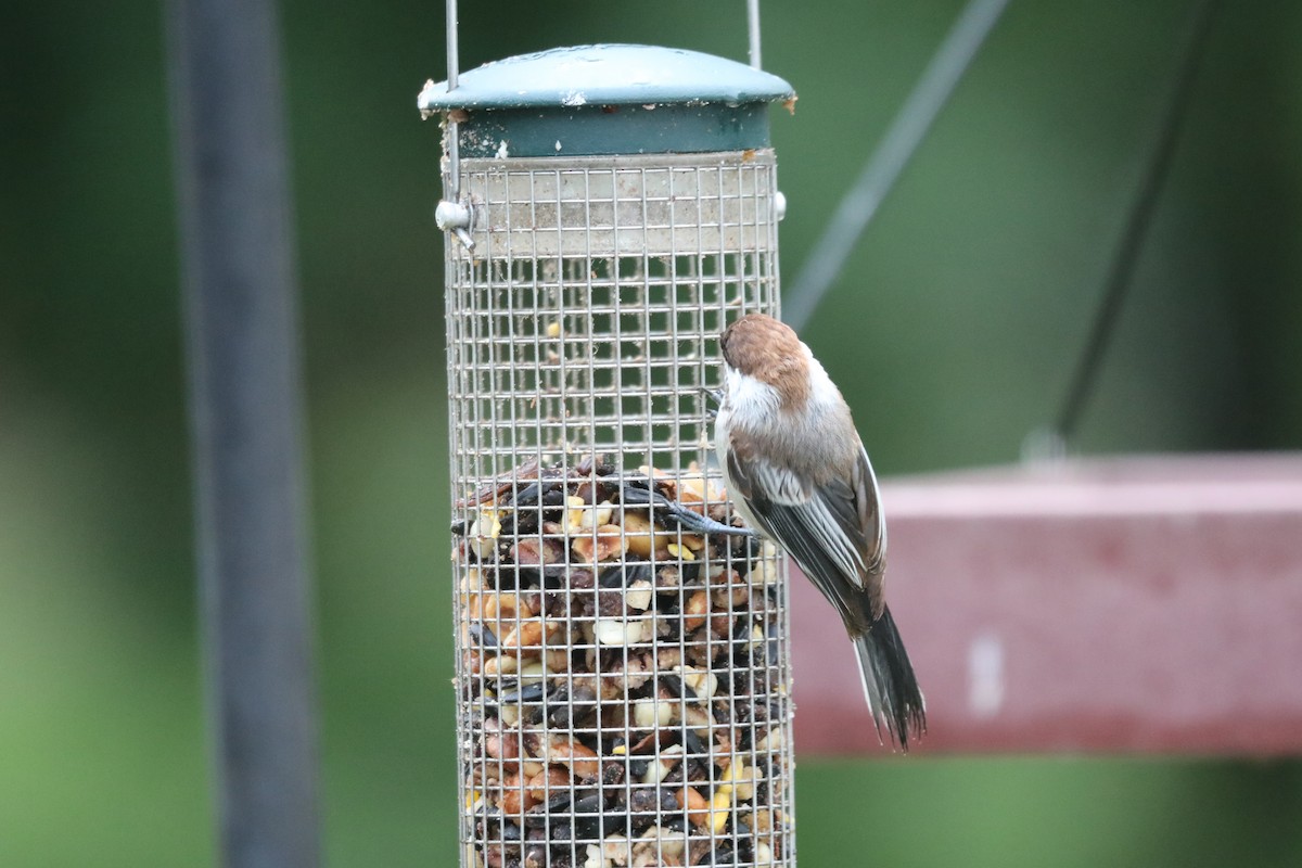 Black-capped Chickadee - ML588641561