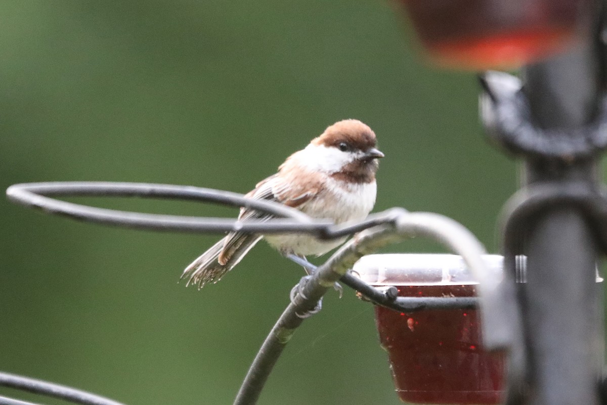 Black-capped Chickadee - Kevin Noble