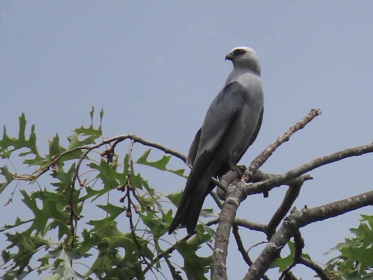 Mississippi Kite - ML588643561