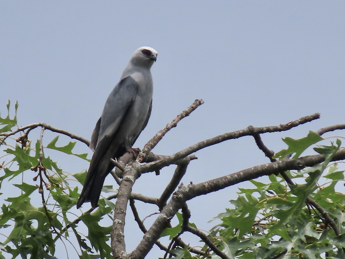 Mississippi Kite - ML588643571