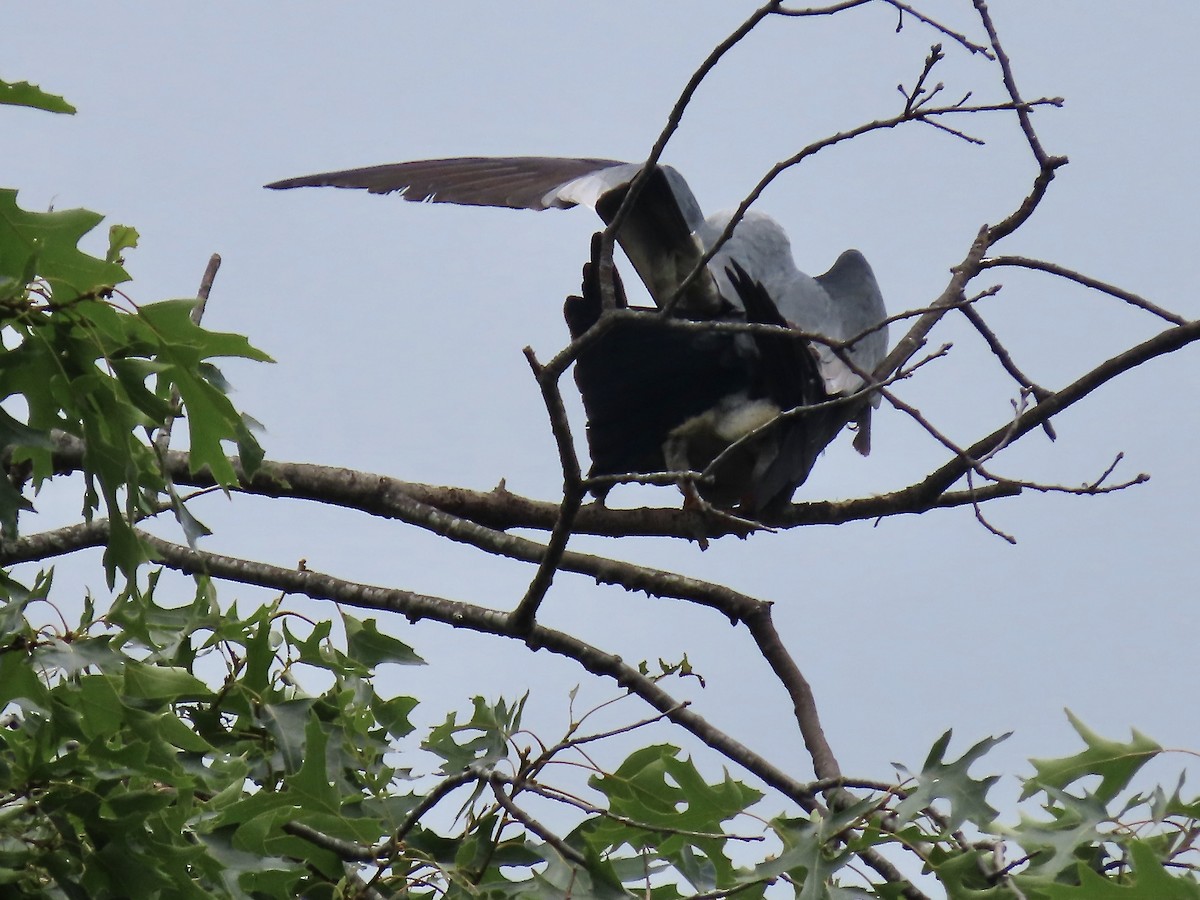 Mississippi Kite - ML588643581