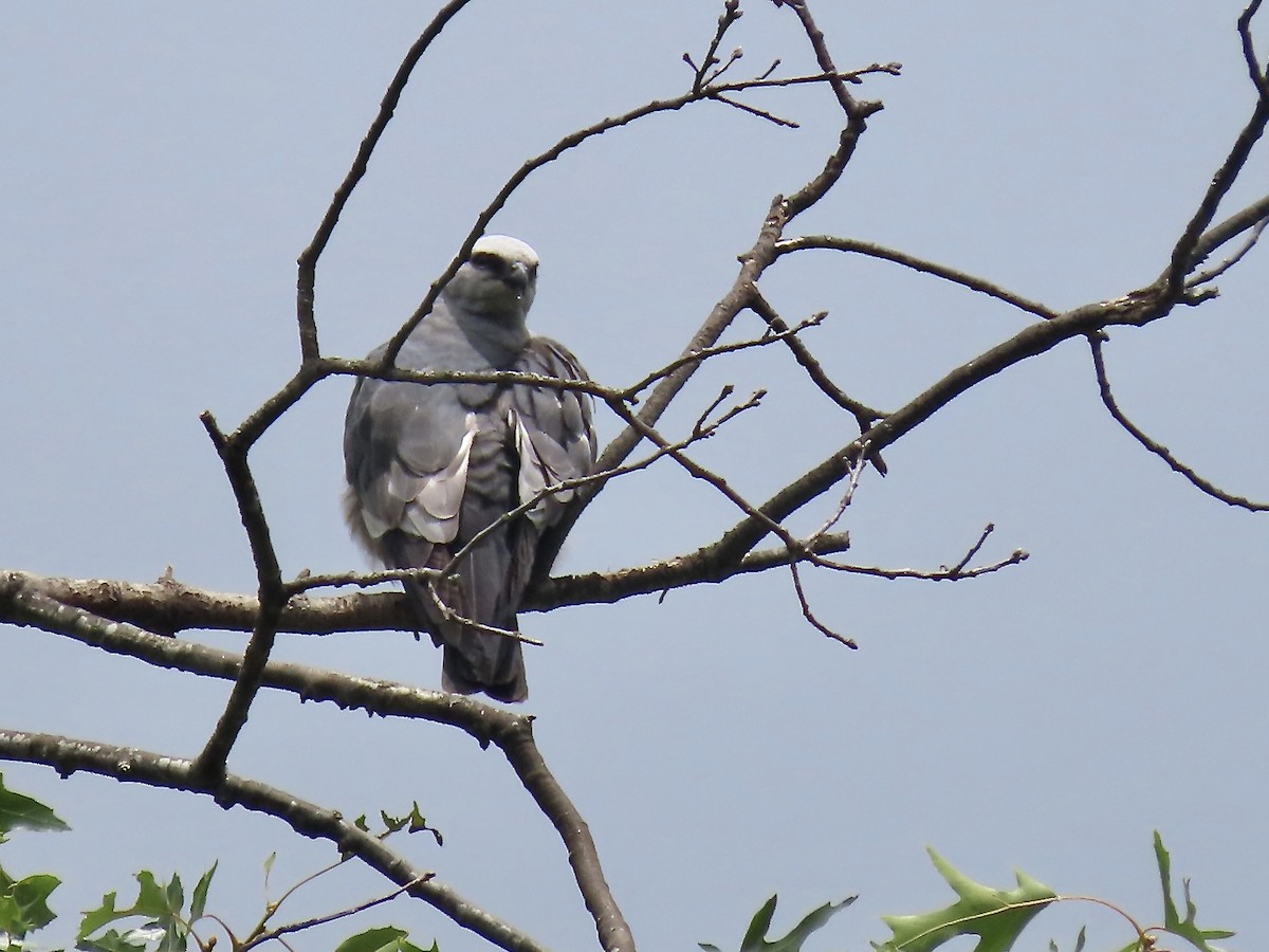 Mississippi Kite - ML588643591