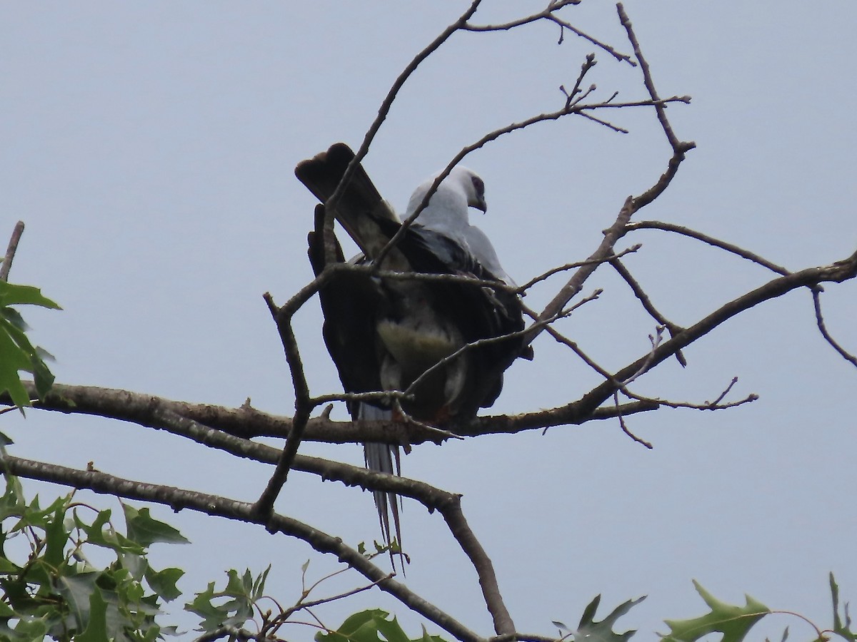 Mississippi Kite - ML588643601