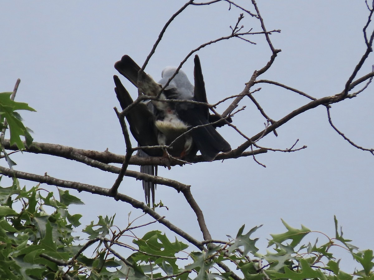Mississippi Kite - ML588643611