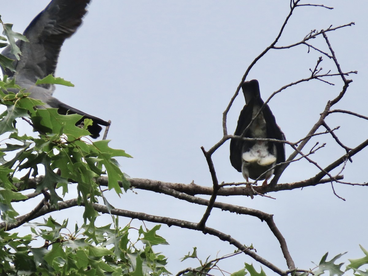 Mississippi Kite - ML588643621