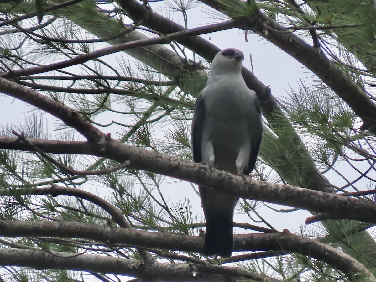 Mississippi Kite - ML588643631