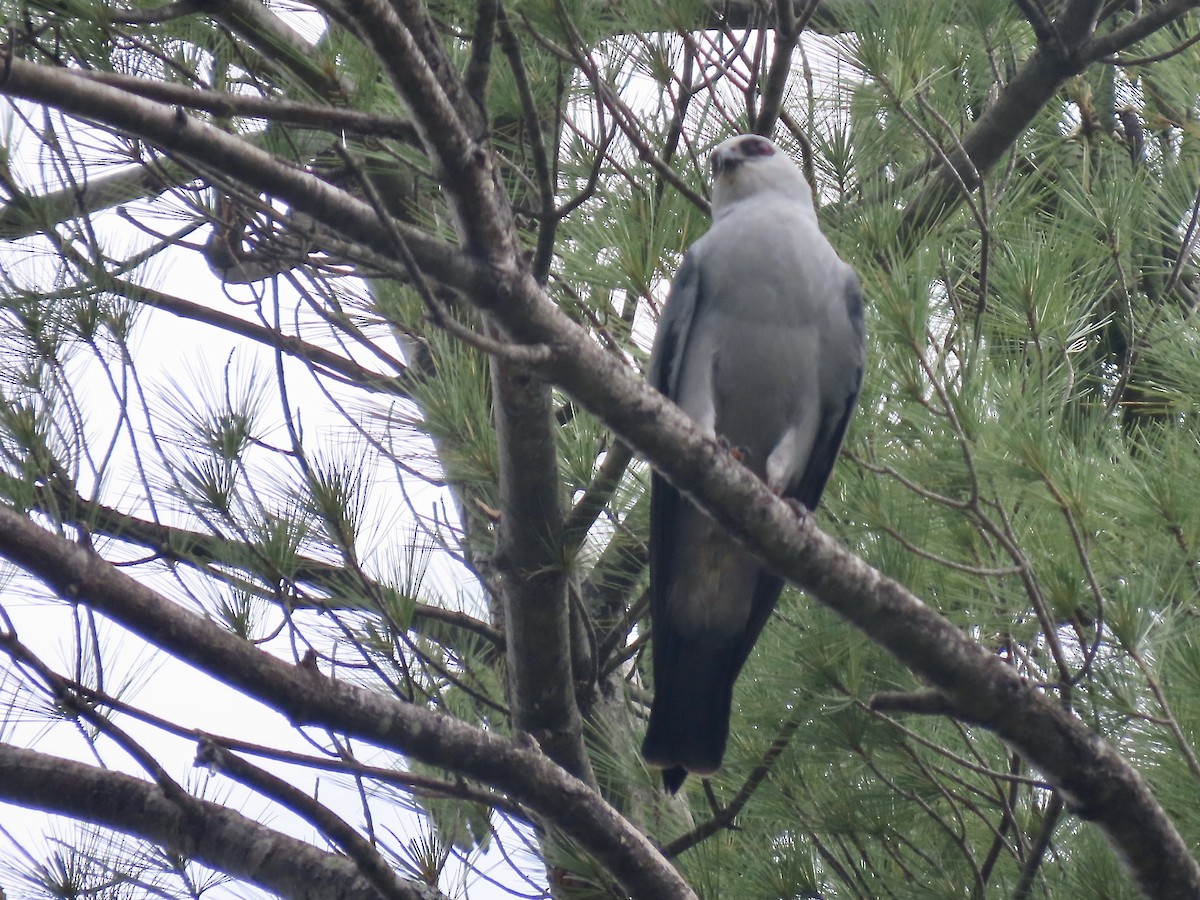 Mississippi Kite - ML588643641