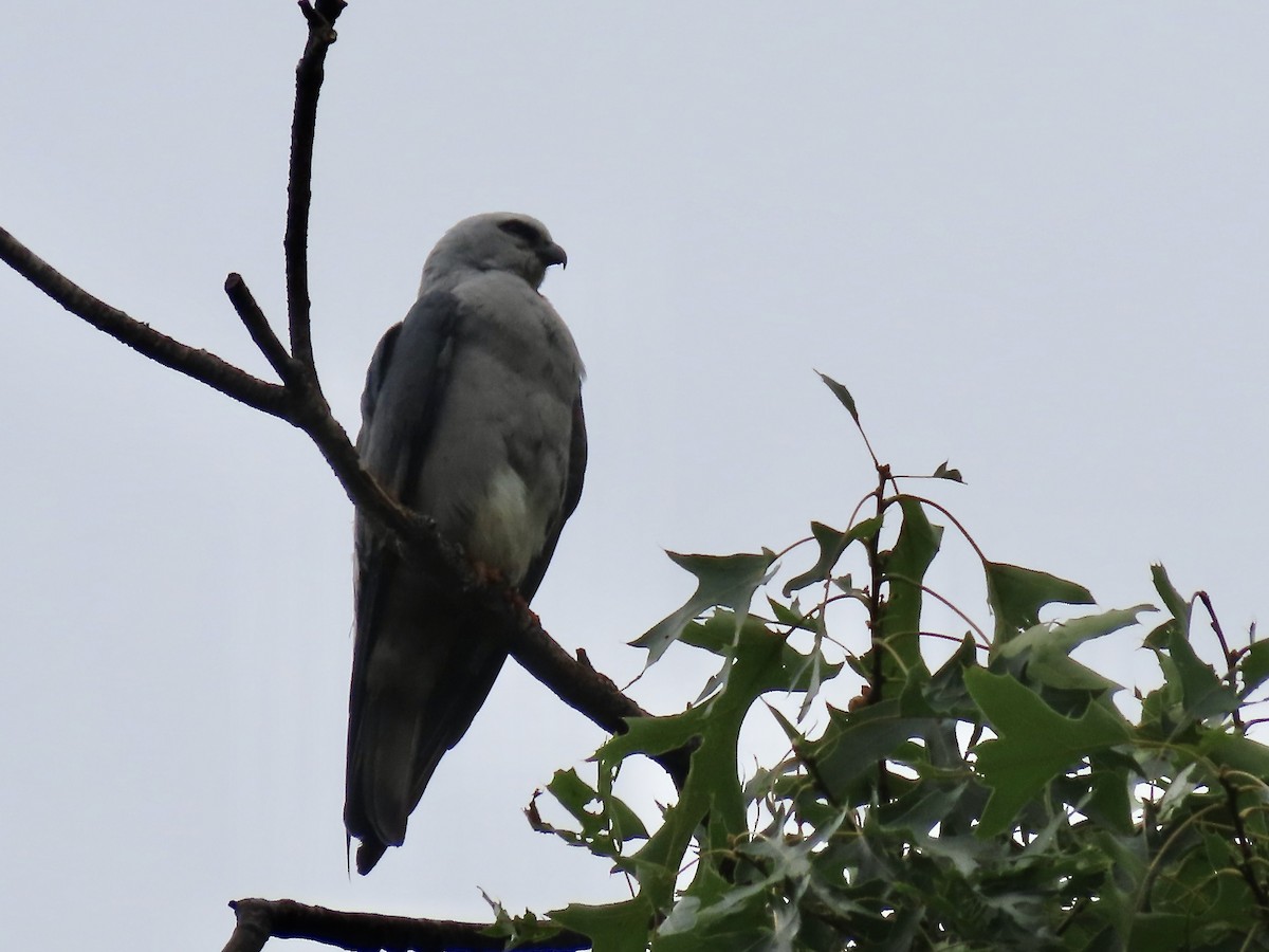 Mississippi Kite - ML588643651